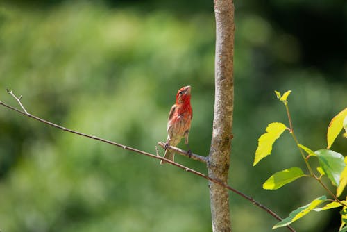 Free stock photo of birds, colorful, house finch