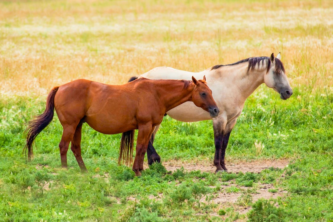 Free Two Horses on a Grassland Stock Photo