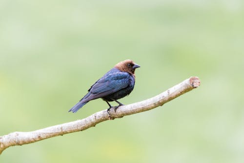 Close-Up Shot of a Brown-Headed Cowbird Perched on a Twig
