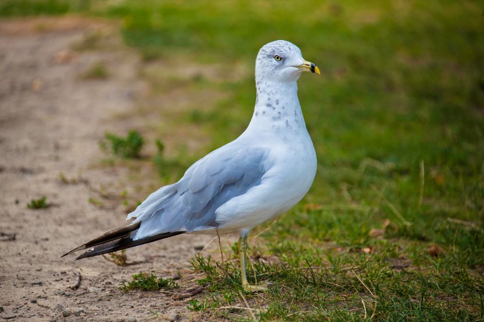 A detailed view of a Ring-billed Gull (Larus delawarensis) standing on a grassy field.