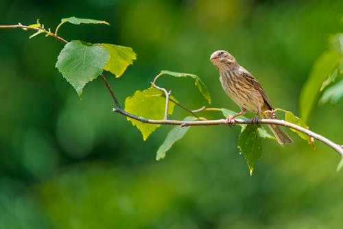 Close-Up Shot of a Sparrow Perched on a Twig