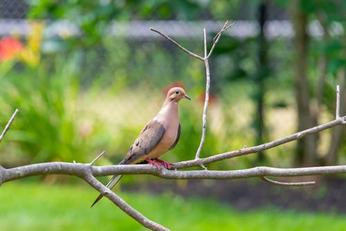 คลังภาพถ่ายฟรี ของ mouning, ธรรมชาติ, นกพิราบคอรัส