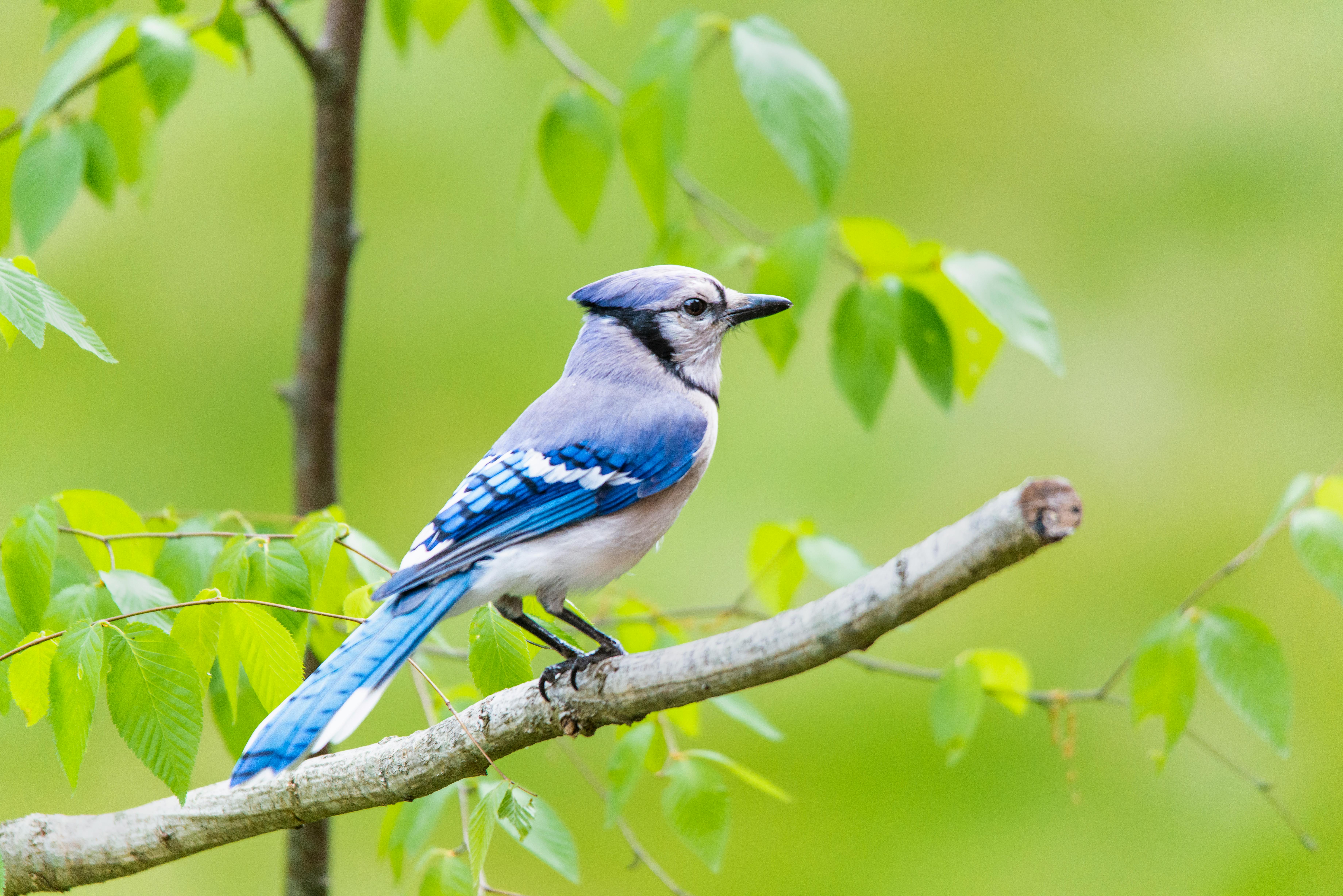 388 Baby Blue Jay Stock Photos - Free & Royalty-Free Stock Photos from  Dreamstime