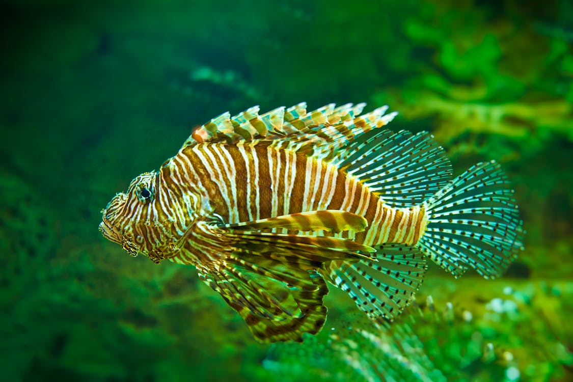 Close-Up Shot of a Lionfish Swimming Underwater