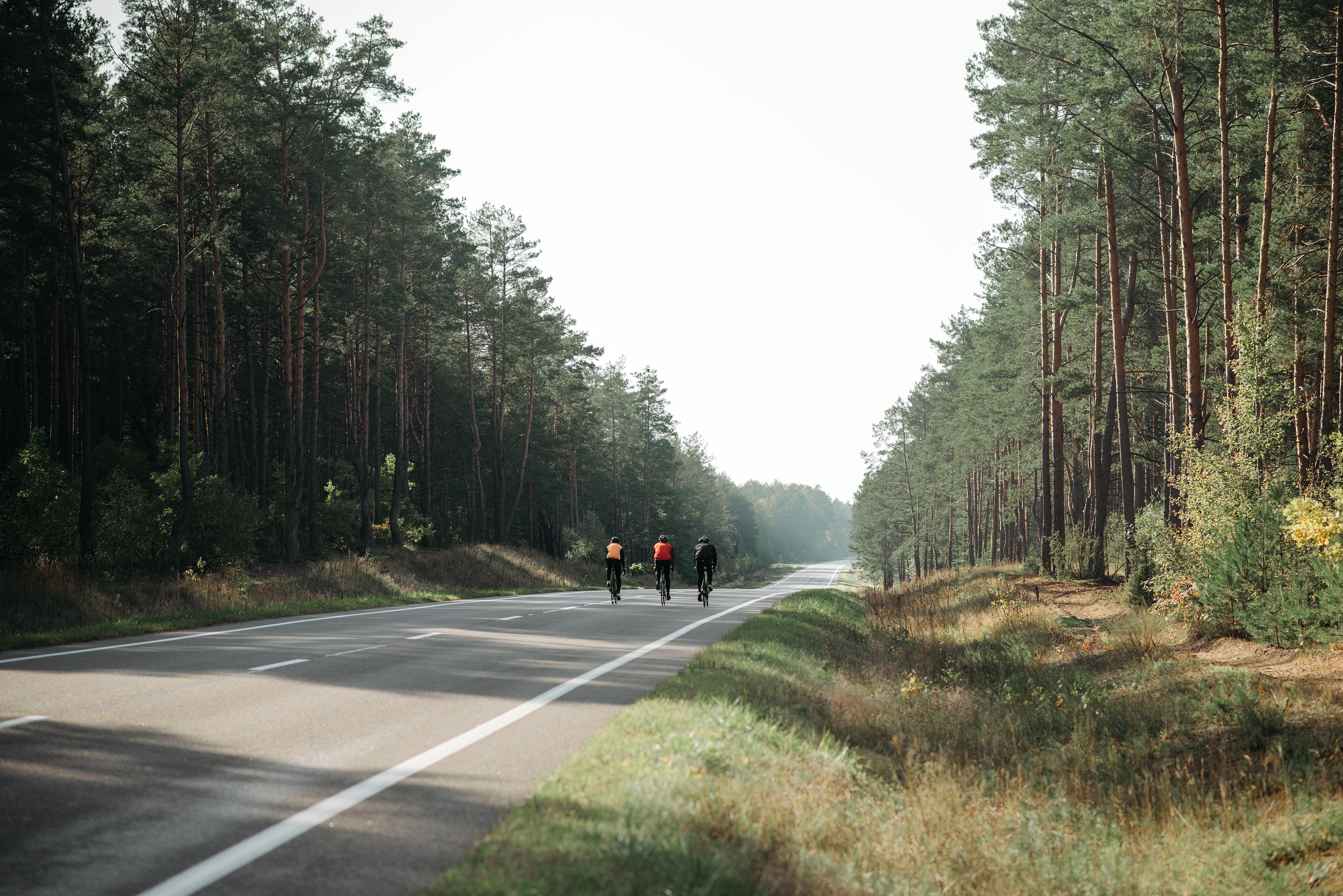Sandy forest track through pines on the Utrechtse Heuvelrug with a cyclist ahead