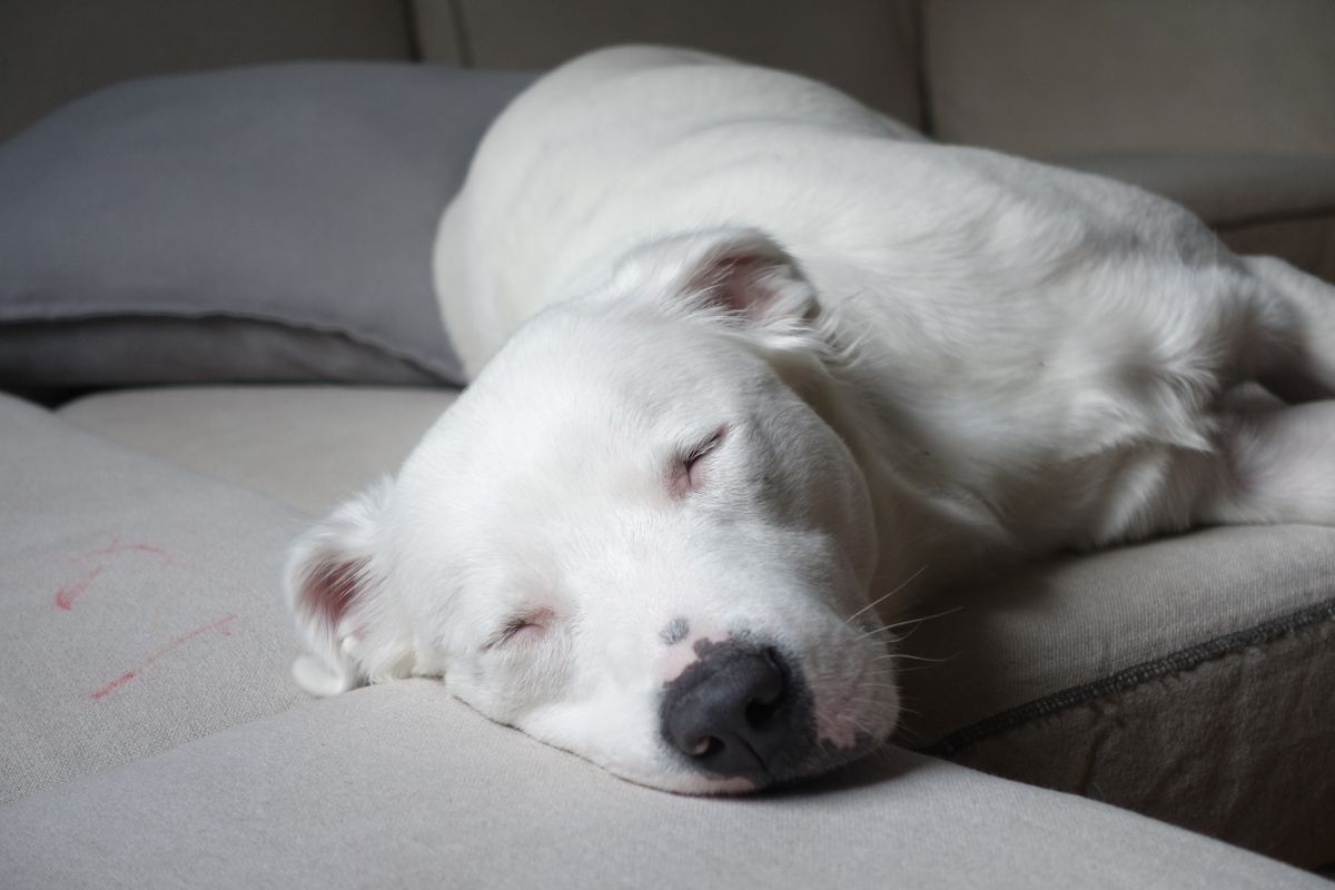 A calm dog lying indoors while a caregiver keeps heat-cycle supplies nearby.