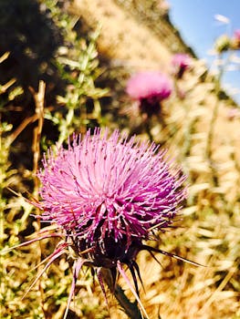 在约旦杰拉什的野外，特写镜头捕捉到一朵盛开的充满活力的蓟花