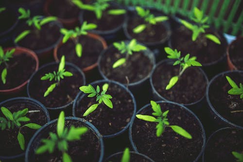 Foto profissional grátis de agricultura, aumento, eco