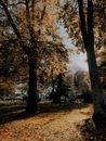 Trees covered with autumnal leaves in park