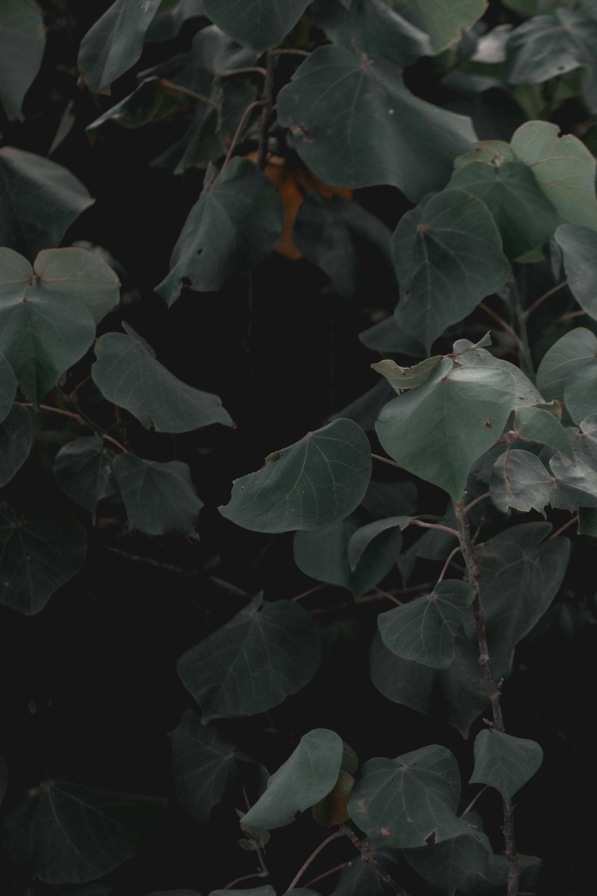 Kostnadsfria Blad Av Exotisk Växt I Skogen Stock foto