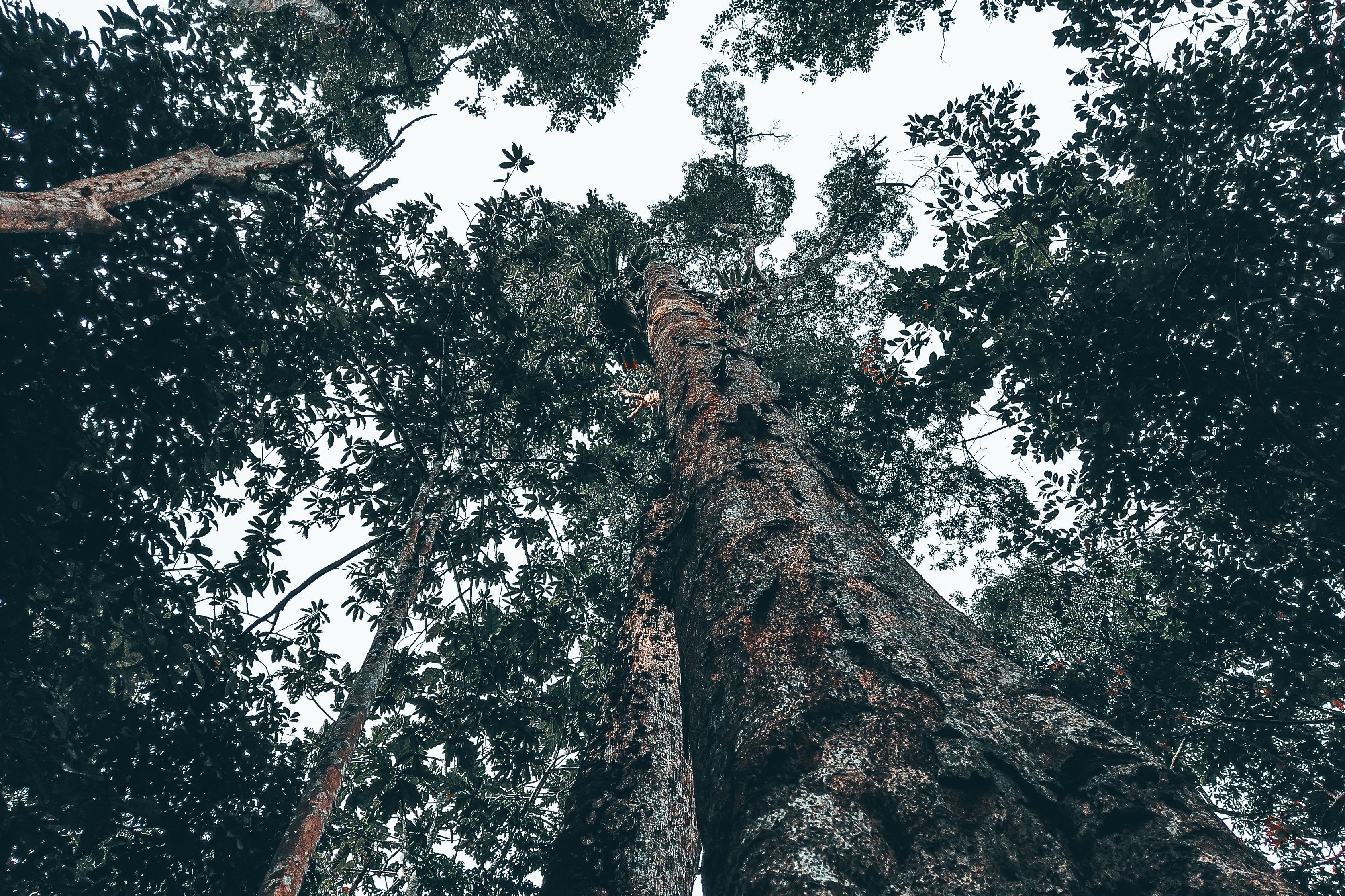 Tall Lush Trees In Summer Forest Free Stock Photo tall-lush-trees-in-summer-forest-free-stock-photo