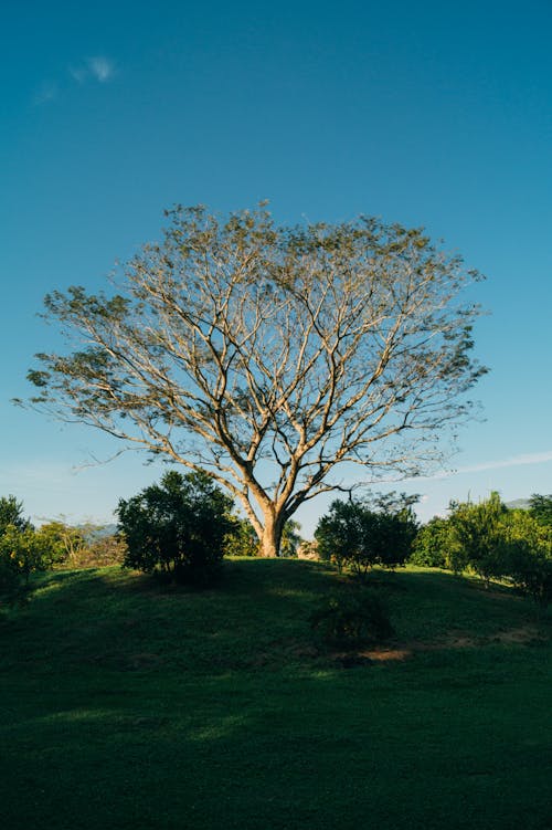 Fotos de stock gratuitas de al aire libre, árbol, arbusto