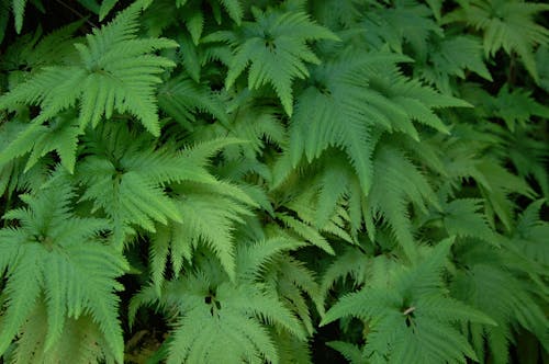 綠色, 蕨類植物 的 免费素材图片