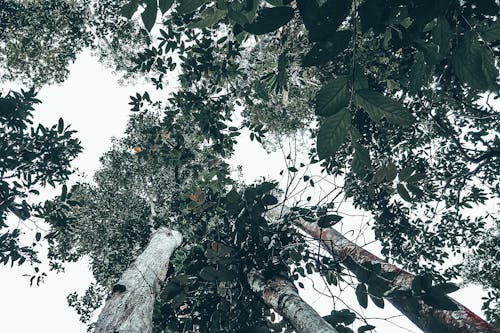 From below of green leaves of bush under tall lush trees and clear sky in forest