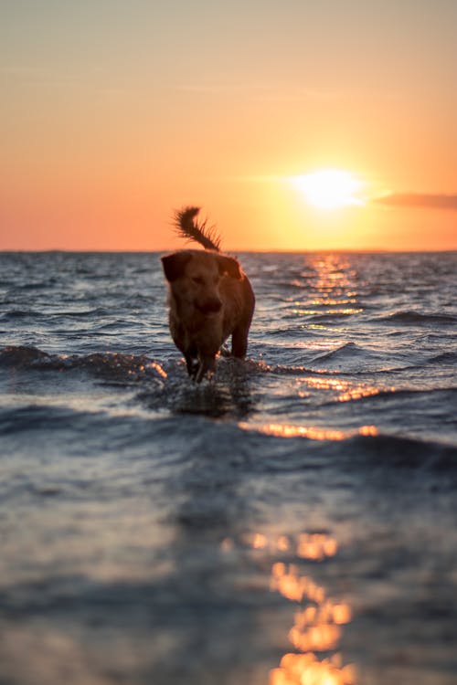 Foto profissional grátis de água, alvorecer, animal