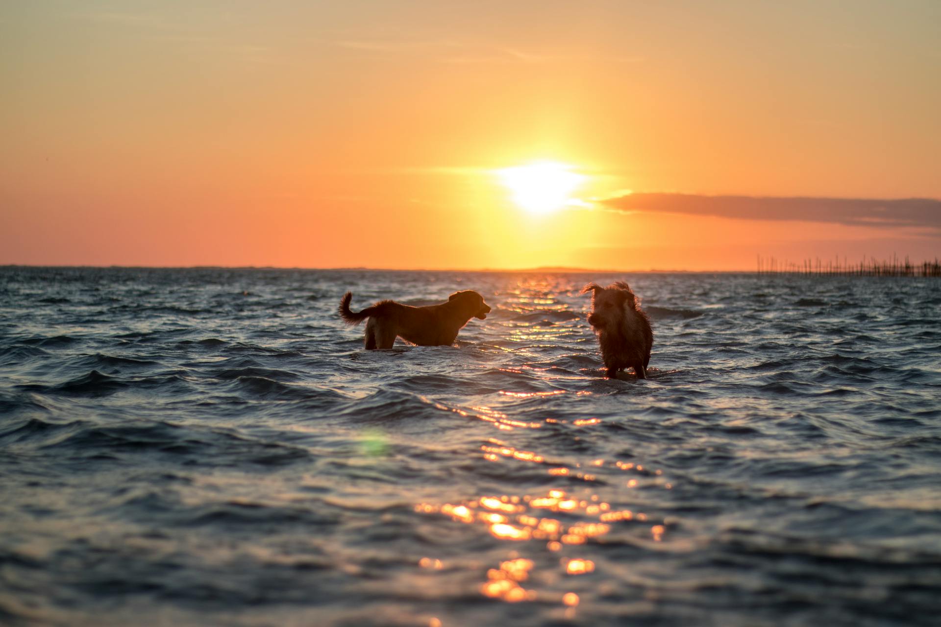 Dogs in Body of Water