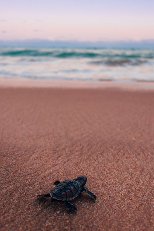 A Black Sea Turtle on Sand 