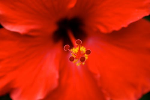 Darmowe zdjęcie z galerii z czerwony, flora, hibiskus