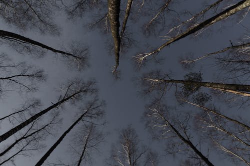 From below of tall leafless trees growing in forest against cloudless blue sky