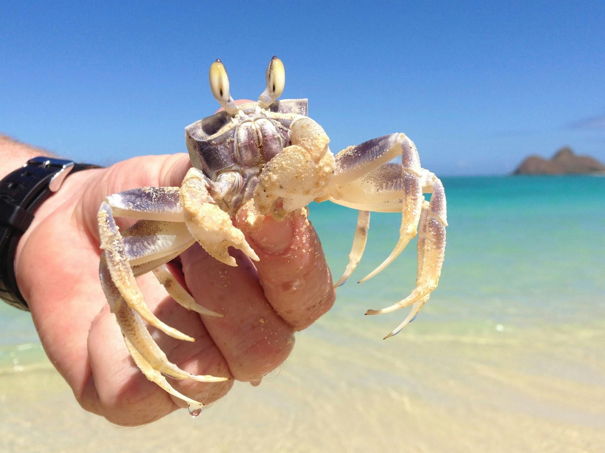 Free stock photo of beach, crab, ocean