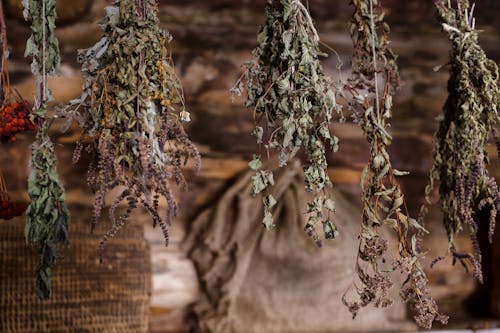 Free a Collections of Dried Leaves and Flowers Hanging on Ropes Stock Photo