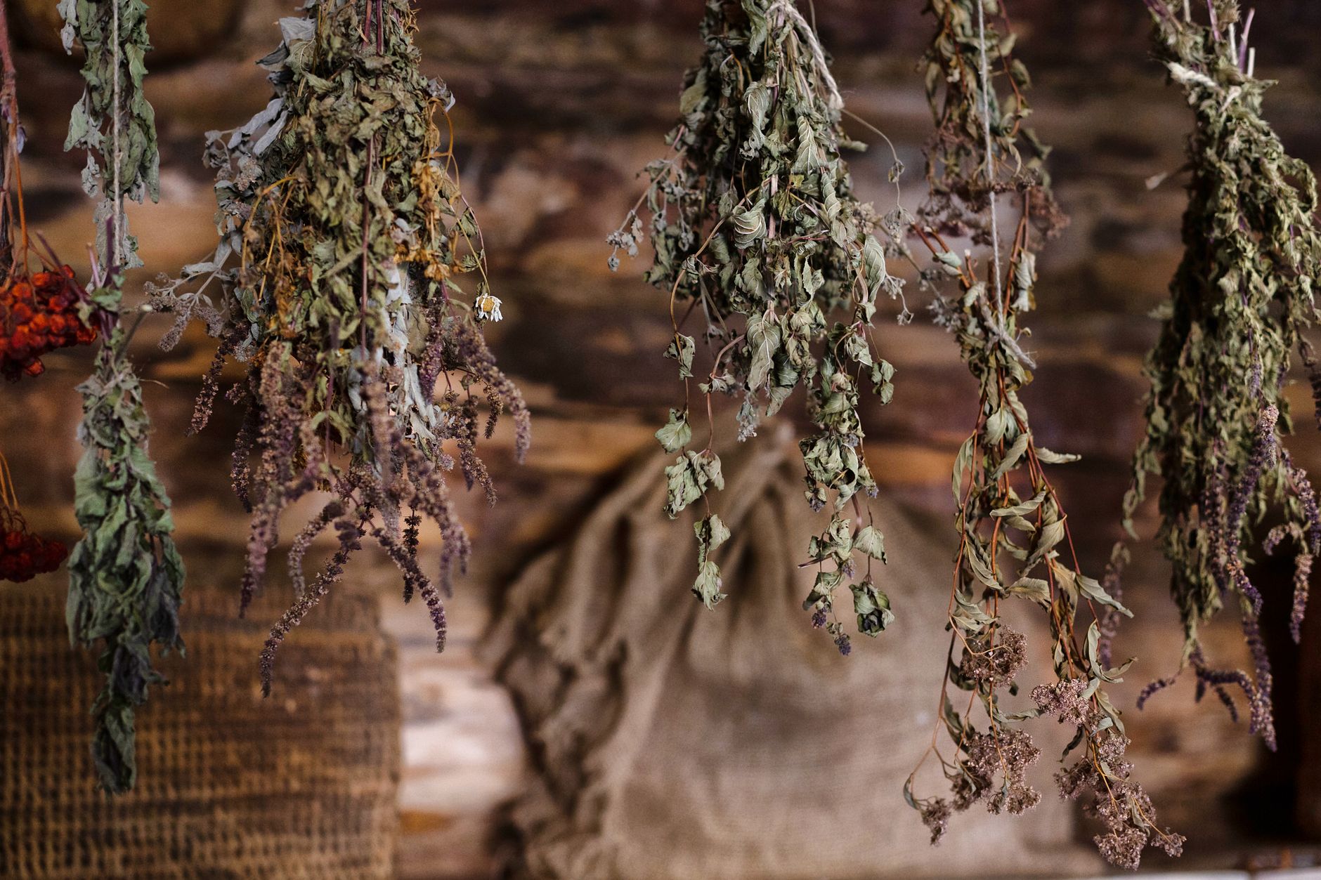 Plantes aromatiques bio séchées — herbes naturelles marocaines