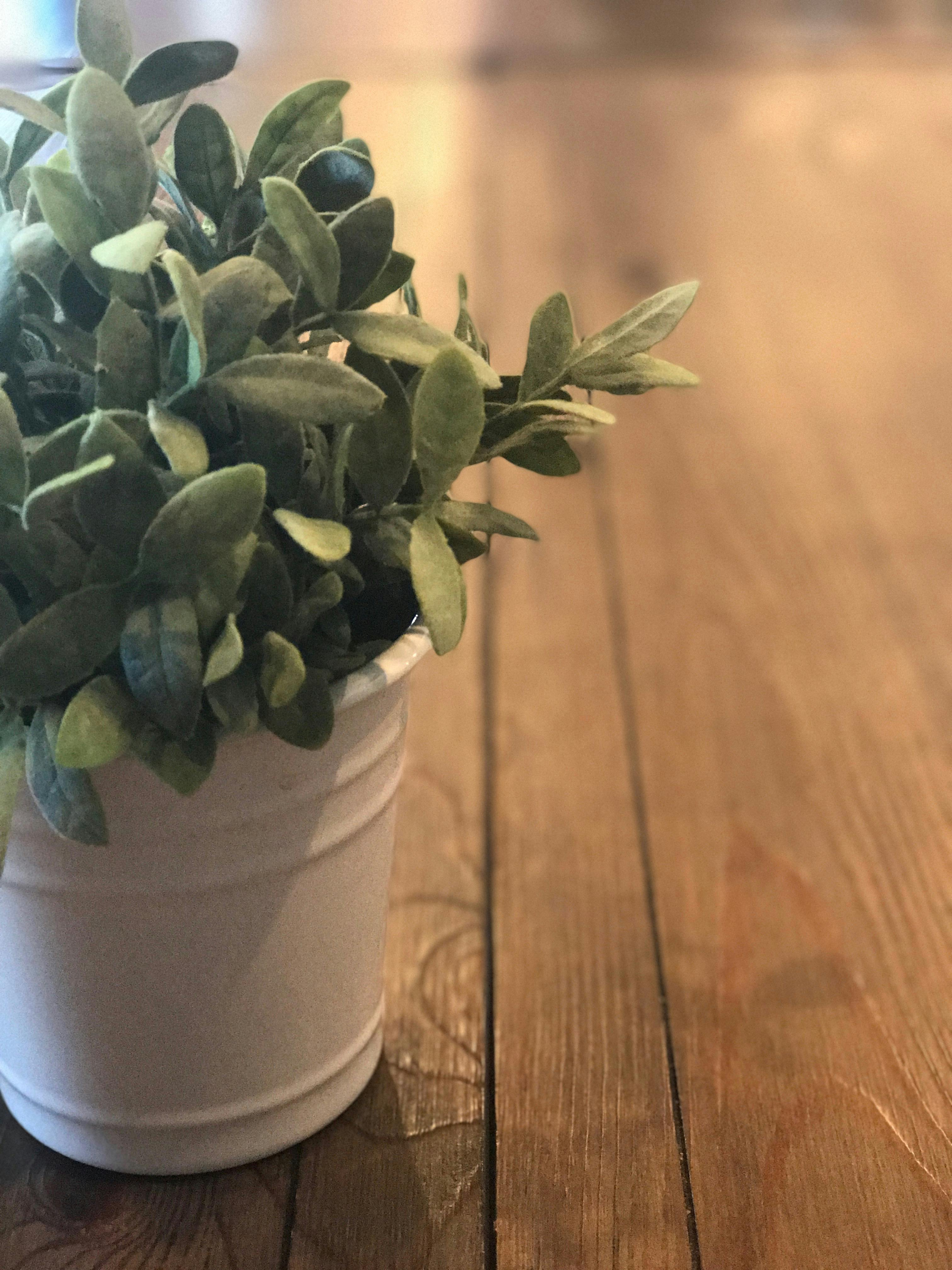 Free stock photo of plant