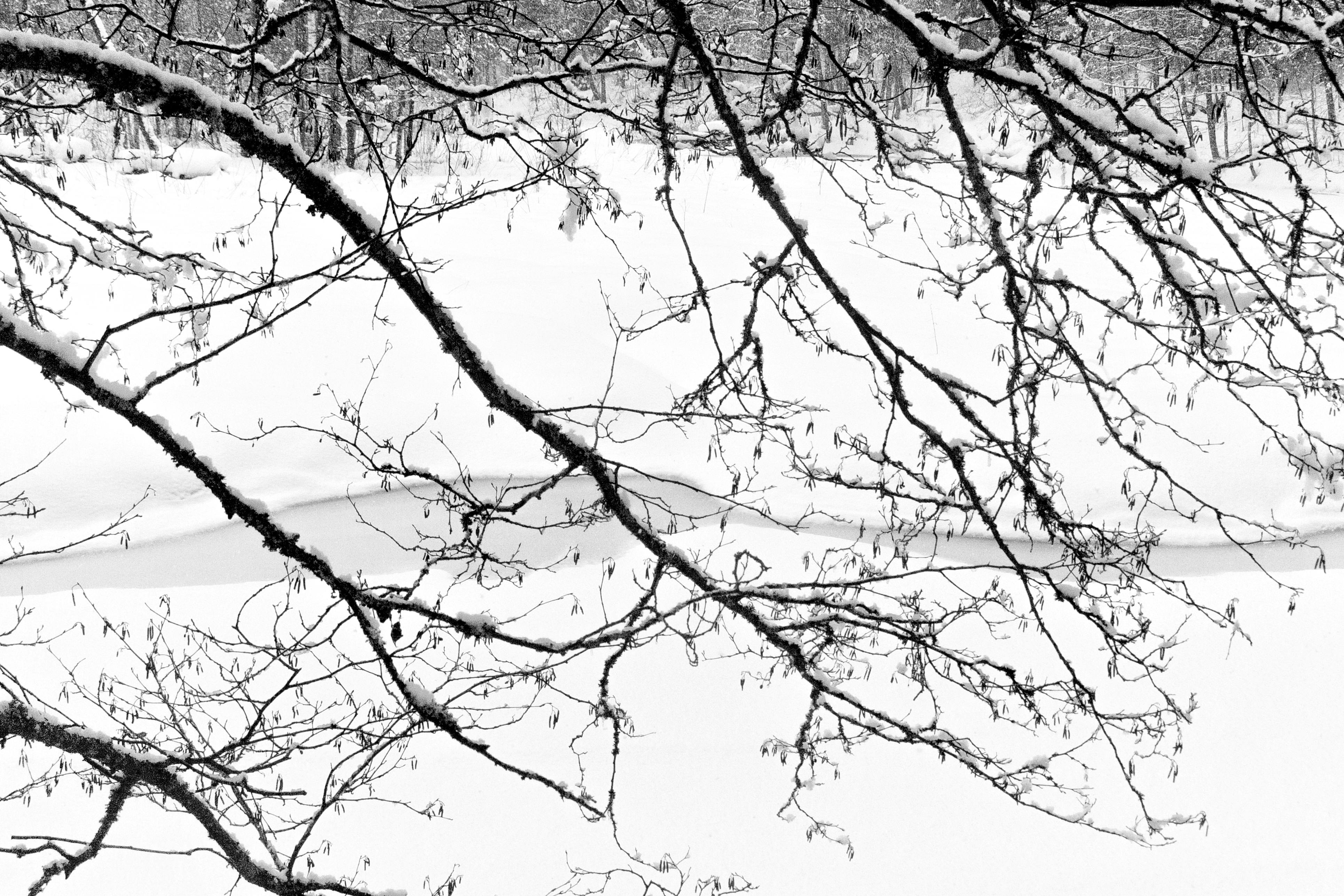 leafless tree over snowy surface and river