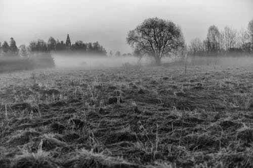 Free A Grayscale Photo of a Foggy Dried Grass Field with Trees Stock Photo