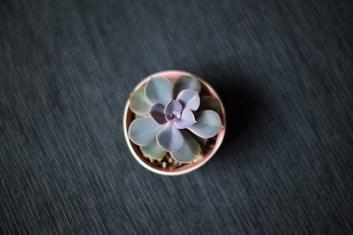Free A Beautiful Succulent Plant in a Round Pot Stock Photo