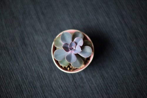 Flatlay, 仙人掌, 圓形 的 免费素材图片