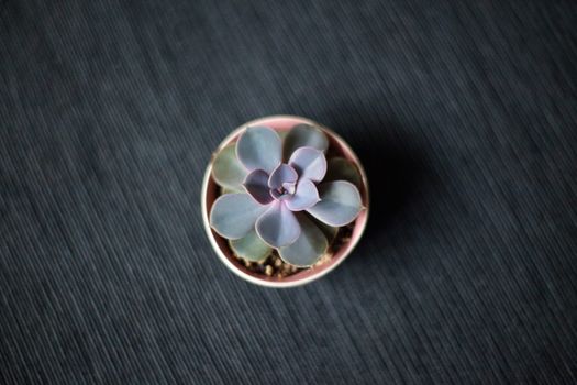 Elegant top view of a purple echeveria succulent in a pink pot on a dark textured surface.