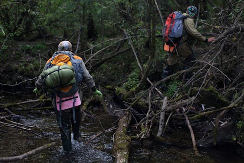 Back view of anonymous explorers with backpacks crossing creek while walking in green lush forest