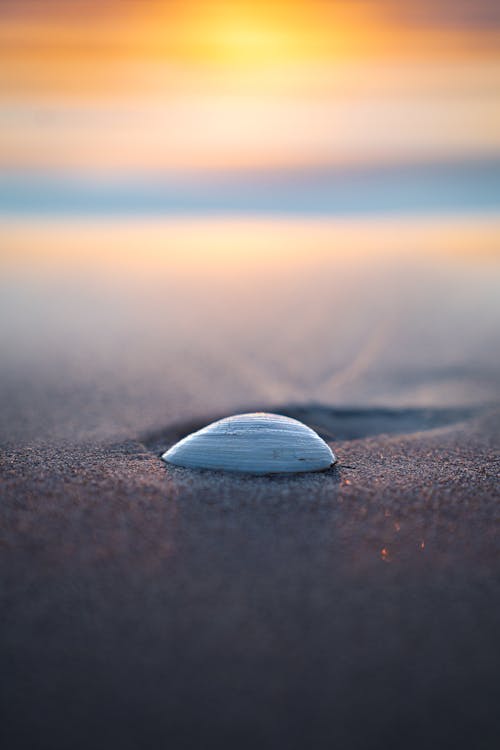 Gray Seashell on Sand during Sunset