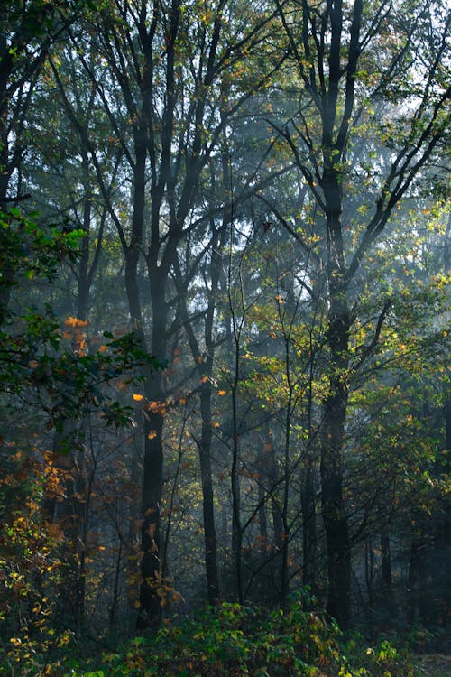 Ingyenes stockfotó erdő, erdőség, esés témában