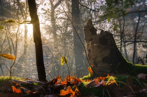 Free stock photo of autumn, beech, fall Stock Photo