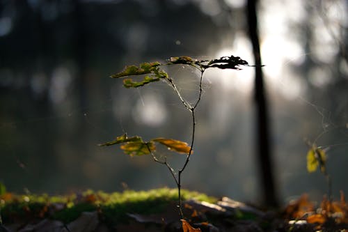 Kostenloses Stock Foto zu ast, baum, blatt