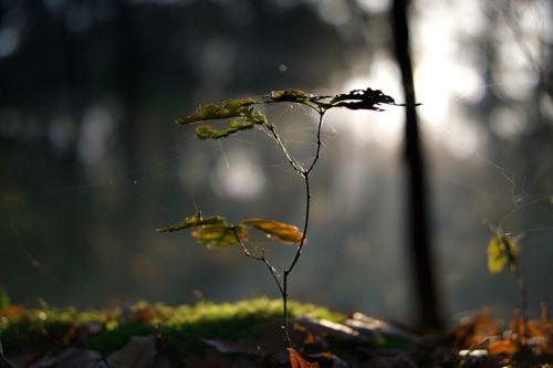 Free stock photo of autumn, autumn landscape, branch Stock Photo