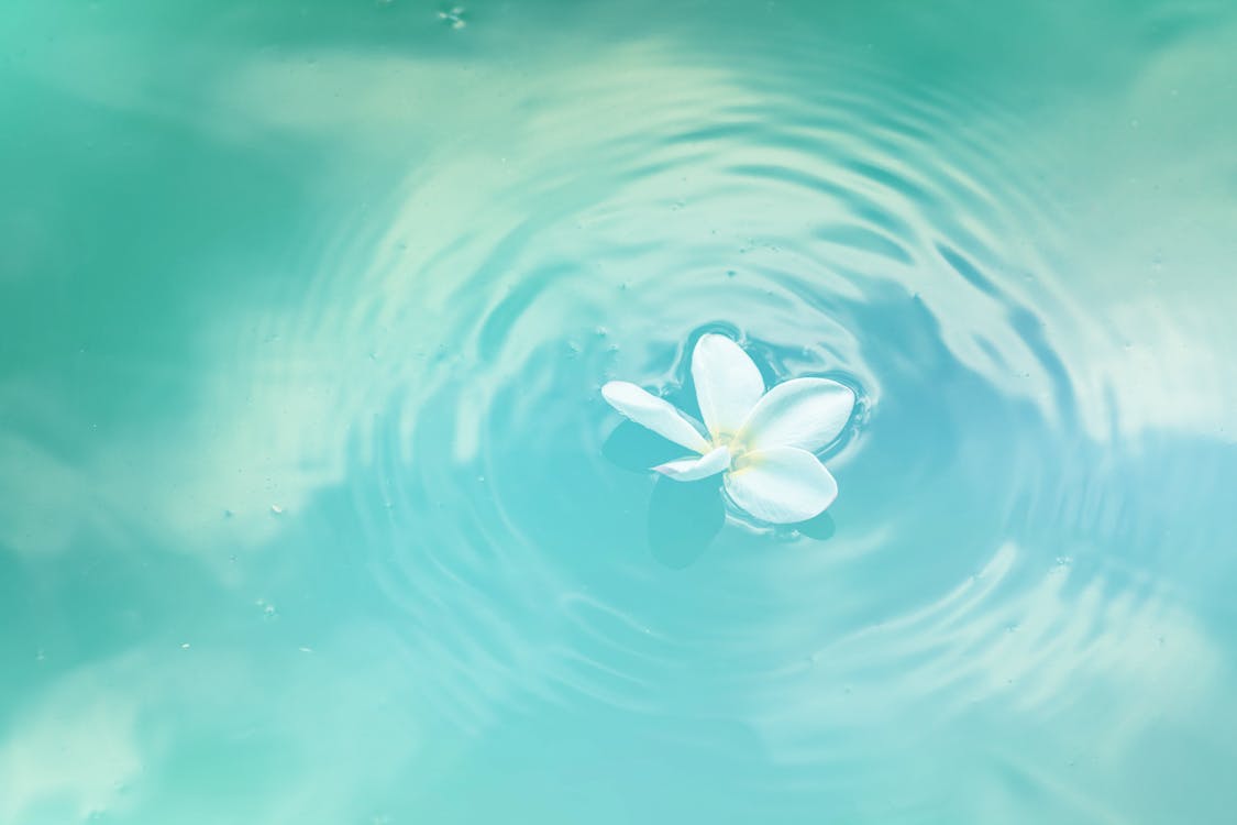 水上の白いプルメリアの花 無料の写真素材