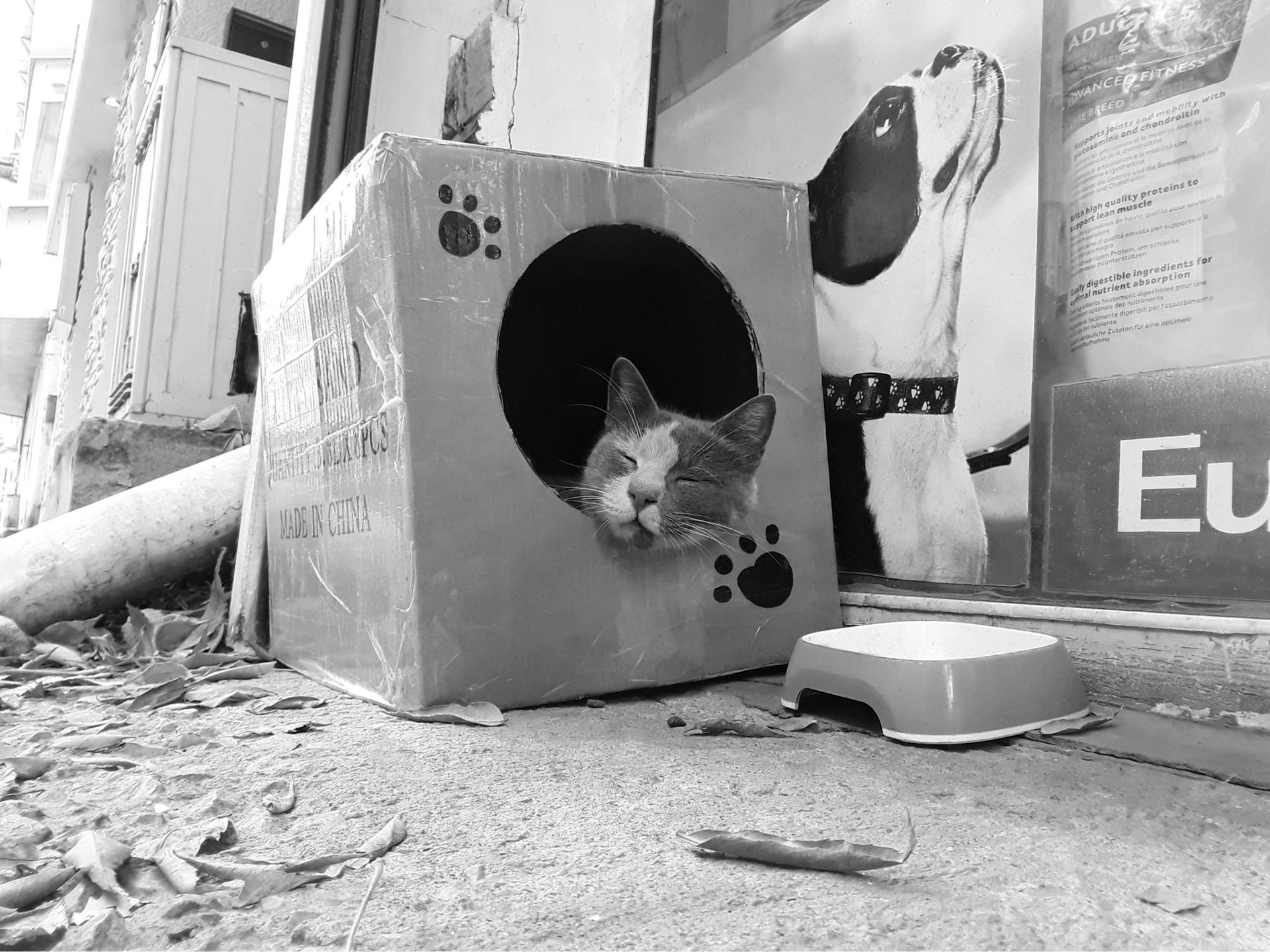 Sleeping Cat in Cardboard Box Beside Plastic Pet Bowl