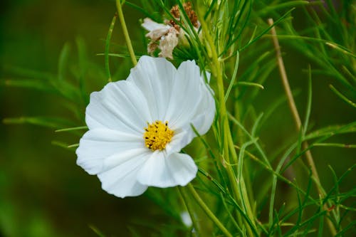 免费 白色花瓣植物的选择性聚焦摄影 素材图片