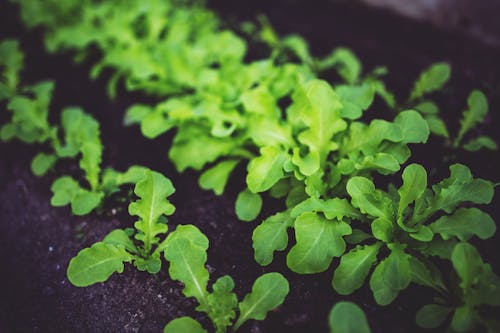 Free Young salad Stock Photo