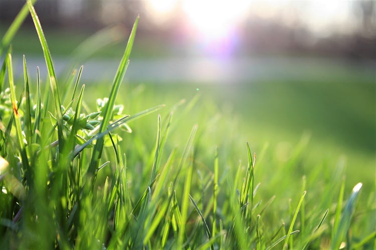 Macro Shot Of Grass Field