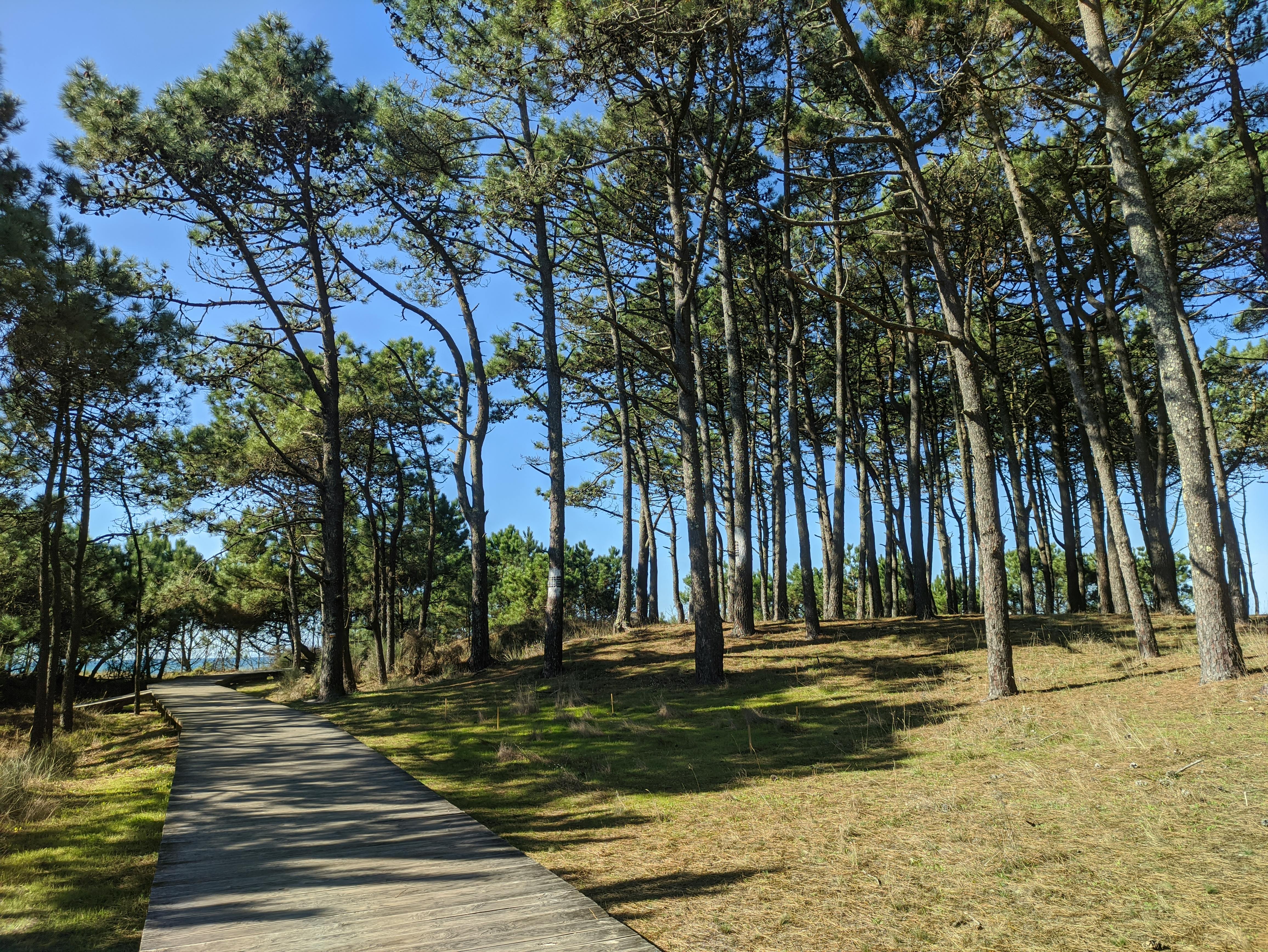 Explore the tranquil forest pathway in springtime, located in beautiful Pontevedra, Spain.