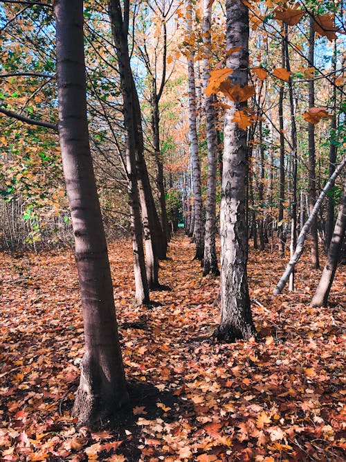 Free stock photo of leafs, sunlight, tree