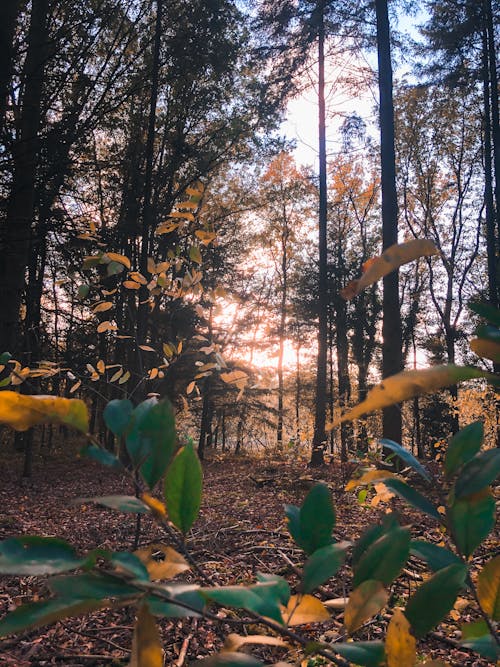 Free stock photo of leafs, sunlight, sunshine