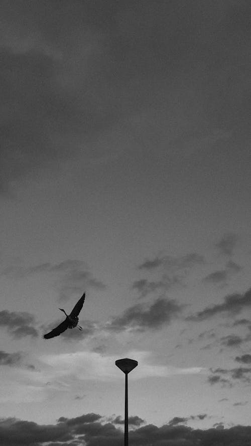 Grayscale Photo of a Bird Flying