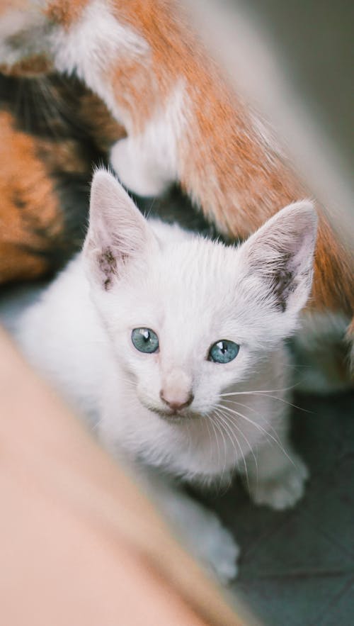 Close-Up Shot of a White Kitten