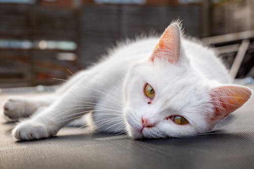 White Cat Lying on Gray Mat
