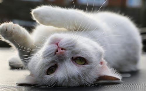 A White Cat Lying on the Floor
